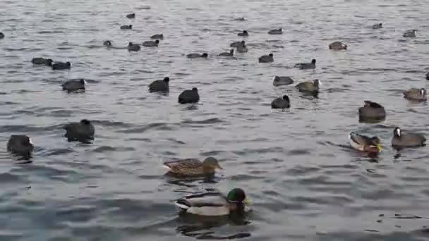 Vogels op een rivier met weinig golven — Stockvideo