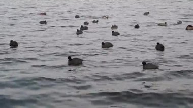küçük dalgalar ile bir nehir kuşlarda