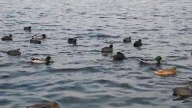 küçük dalgalar ile bir nehir kuşlarda