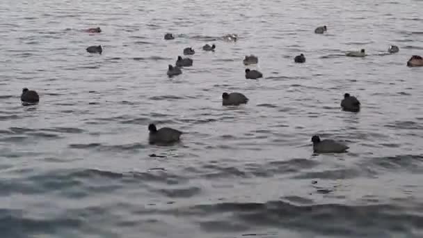 Oiseaux sur une rivière avec de petites vagues — Video