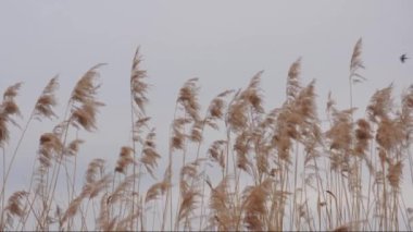 Reed (kamış australis) rüzgarda 