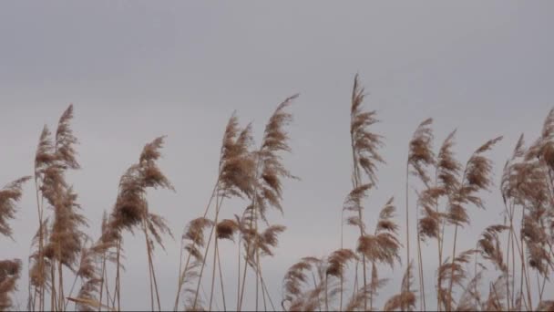 Trzcina (australis trzcina pospolita) na wietrze — Wideo stockowe
