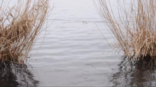 Rákos (Phragmites australis) u řeky s malou vodní vlny — Stock video