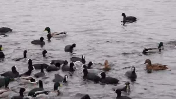 Pájaros en un río con pequeñas olas — Vídeo de stock