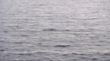 Kuğu ve soğuk kış gününde küçük dalgalar ile bir nehir üzerinde bir Sakarmeke