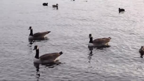 川沿いに鳥 — ストック動画