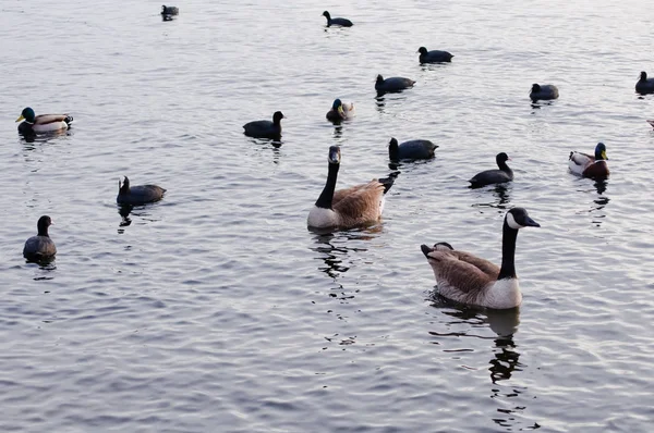 Canaday gooses, coots and ducks on a river just before sunset — Stock Photo, Image