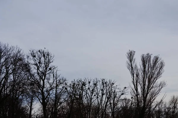 Гніздові птахи на безлистяних деревах — стокове фото