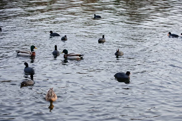 Coots and ducks on a river just before sunset — Stock Photo, Image