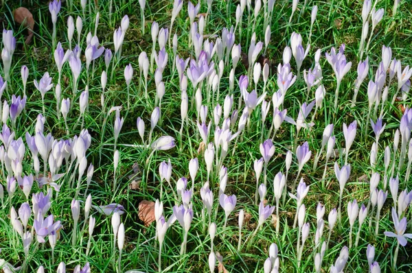 Crocuses, fresh green leaves and old, dead leaves — Stock Photo, Image