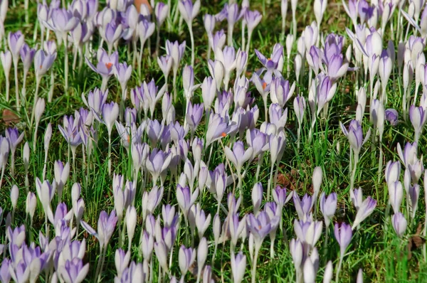 Crocuses, fresh green leaves and old, dead leaves — Stock Photo, Image