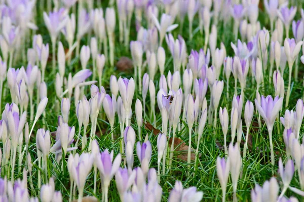 Crocus, feuilles vertes fraîches et vieilles feuilles mortes — Photo