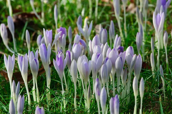 Crocus, feuilles vertes fraîches et vieilles feuilles mortes — Photo