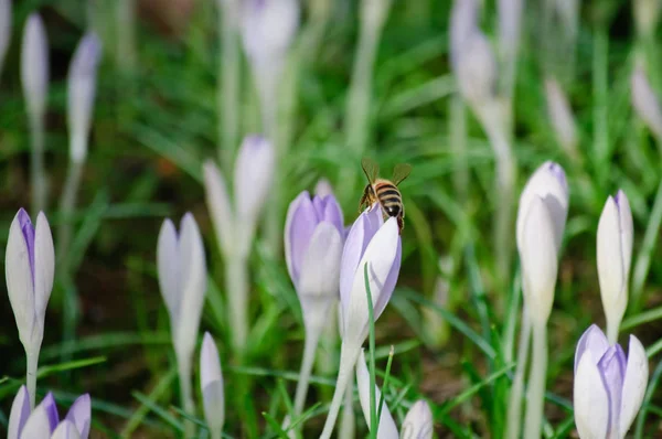Single bee, crocuses, fresh green leaves and old, dead leaves — Stock Photo, Image