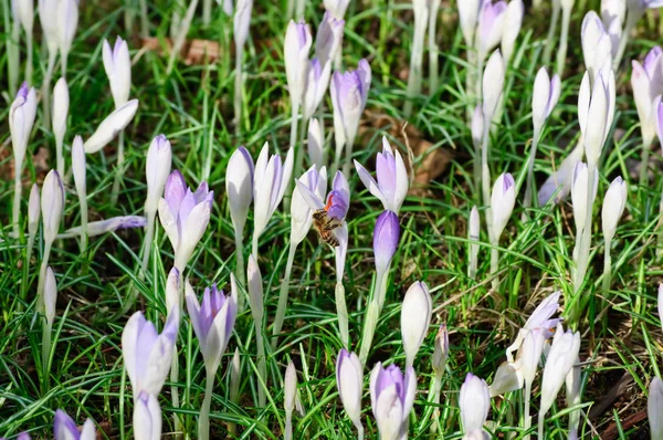 Single bee, crocuses, fresh green leaves and old, dead leaves — Stock Photo, Image