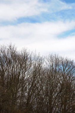 bulutlu gökyüzü ve neredeyse yapraksız ağaçlar