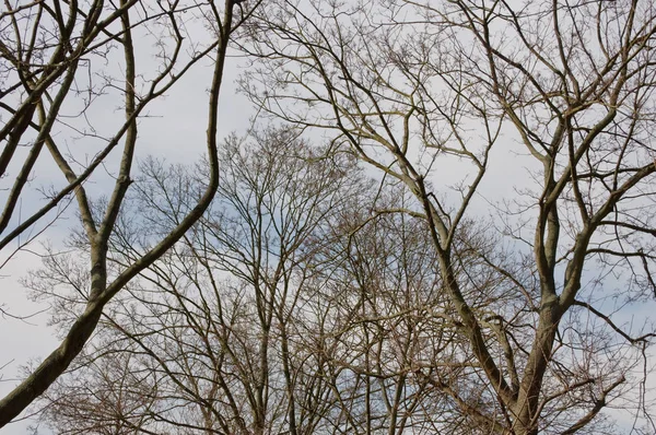 Bewölkter Himmel und fast blattlose Bäume — Stockfoto