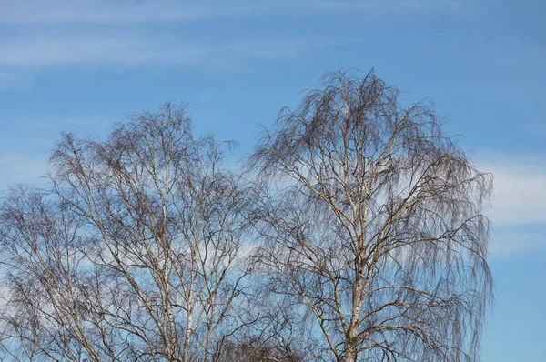 Συννεφιά και σχεδόν φύλλα δέντρων — Φωτογραφία Αρχείου