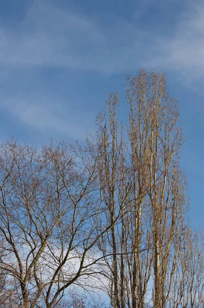 Хмарне небо і майже листяні дерева — стокове фото