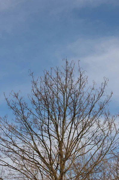 Molnig himmel och nästan avlövade träd — Stockfoto
