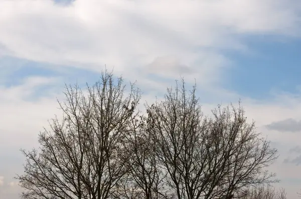 曇り空、ほとんど葉のない木 — ストック写真