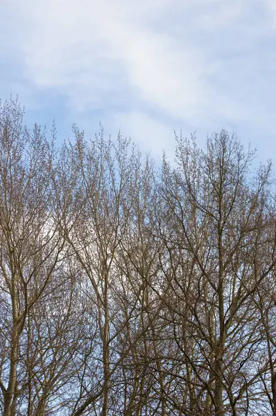 흐린 하늘과 거의 leafless 나무 — 스톡 사진