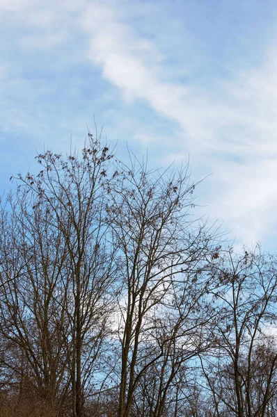 Molnig himmel och nästan avlövade träd — Stockfoto