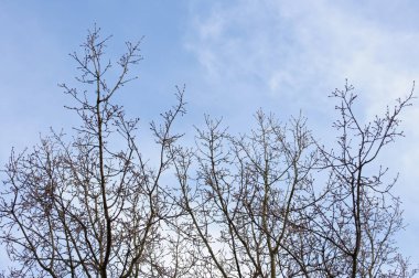 dalları sarı tomurcukları ile