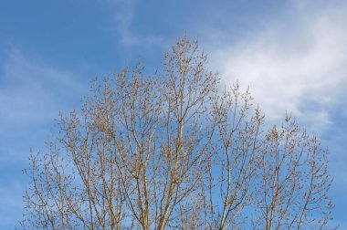 dalları sarı tomurcukları ile