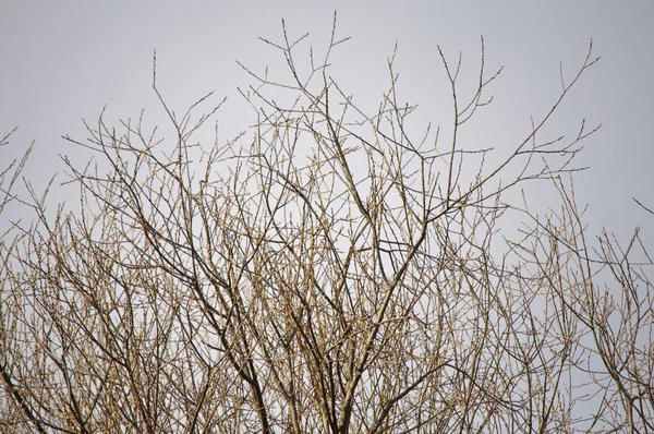 Zweige mit gelben Knospen — Stockfoto