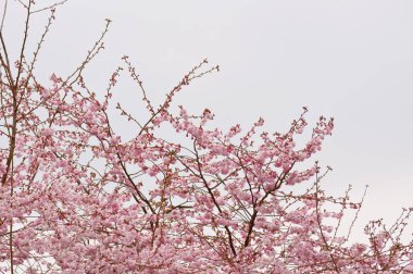 Japon kiraz çiçeği