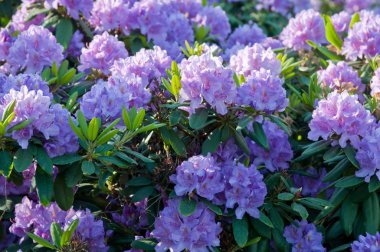 pembe renkli ormangülü çiçek