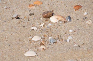 ürünler doğal Plajı küçük kum telli