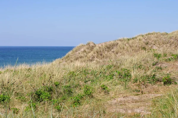Costa del mare del Nord con erbe lunghe — Foto Stock