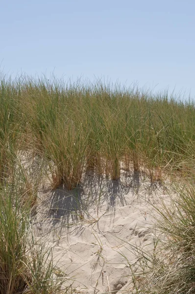 Paesaggio dunistico con sabbia sulla costa del Mare del Nord — Foto Stock