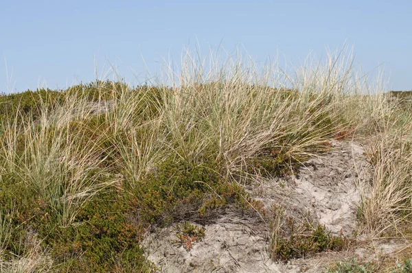Paesaggio dunistico con sabbia sulla costa del Mare del Nord — Foto Stock