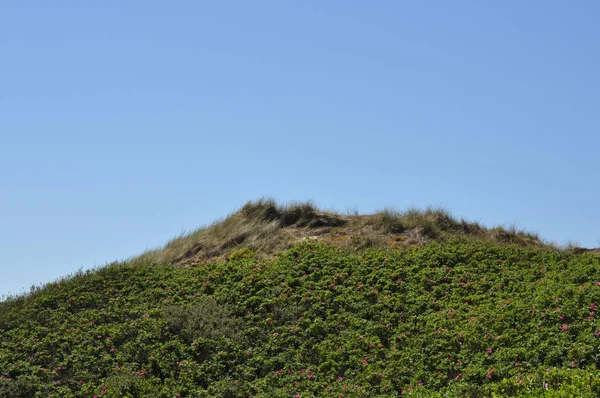 Paesaggio delle dune sulla costa del Mare del Nord — Foto Stock