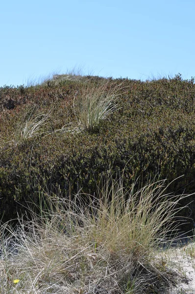 Kumul manzara Kuzey Denizi sahilinde — Stok fotoğraf