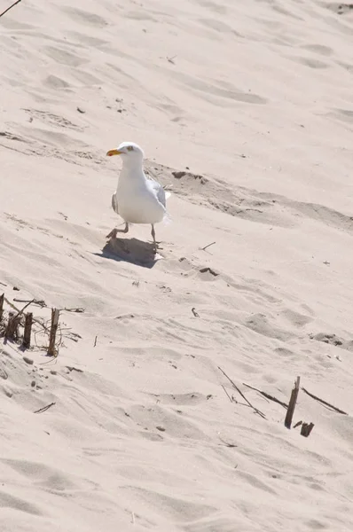 Gaivota de pé em uma praia de areia — Fotografia de Stock