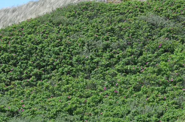 長い草や他の植物の緑の荒野 — ストック写真