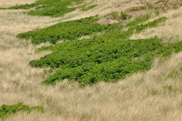 長い草や他の植物の緑の荒野 — ストック写真