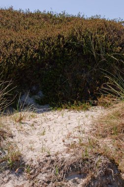 kumul manzara ile yeşil bir vahşi