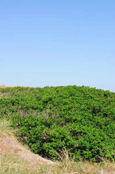 Paesaggio dunistico con una natura verde — Foto Stock