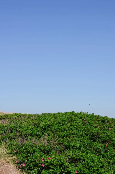 Paesaggio dunistico con una natura verde — Foto Stock