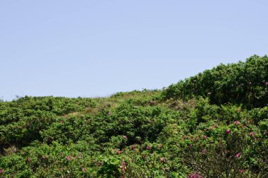 kumul manzara ile yeşil bir vahşi