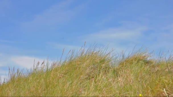 Lange Gräser an der Nordseeküste — Stockvideo