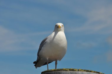 güneşli bir günde martı ayakta