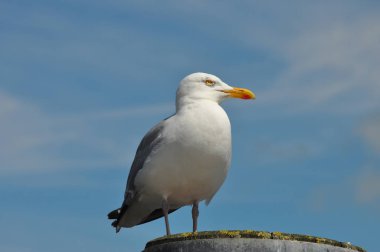 güneşli bir günde martı ayakta