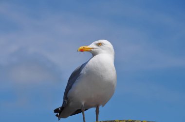 güneşli bir günde martı ayakta