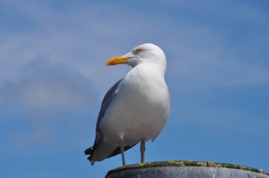 güneşli bir günde martı ayakta